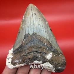 Huge (almost 5 In) Real Megalodon Tooth Authentic Shark Tooth Fossil 4.94