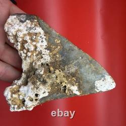 Huge (almost 5 In) Real Megalodon Tooth Authentic Shark Tooth Fossil 4.94
