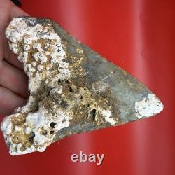 Huge (almost 5 In) Real Megalodon Tooth Authentic Shark Tooth Fossil 4.94