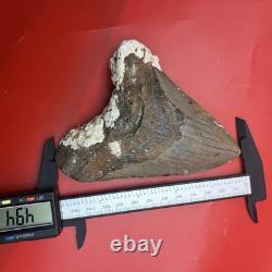 Huge (almost 5 In) Real Megalodon Tooth Authentic Shark Tooth Fossil 4.94