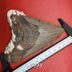 Huge (almost 5 In) Real Megalodon Tooth Authentic Shark Tooth Fossil 4.94