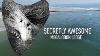 Hunt For Megalodon Teeth In North Carolina Megalodon Ledge Secretly Awesome