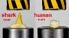 Hydraulic Press Vs Human And Shark Tooth