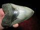 Impressive 6 Inch Megalodon Shark Tooth Fossil Miocene Monster Six Serrated