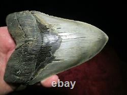 IMPRESSIVE 6 Inch MEGALODON SHARK Tooth Fossil MIOCENE MONSTER SIX SERRATED