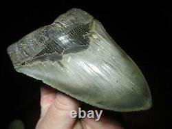 IMPRESSIVE 6 Inch MEGALODON SHARK Tooth Fossil MIOCENE MONSTER SIX SERRATED