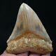 Indonesian 3.9 Megalodon Sharktooth Fossil Java Amazing Natural Color Pattern