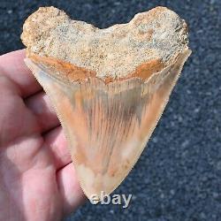 INDONESIAN 3.9 Megalodon sharktooth fossil Java AMAZING Natural Color Pattern