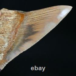 INDONESIAN 3.9 Megalodon sharktooth fossil Java AMAZING Natural Color Pattern