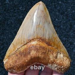 INDONESIAN 4.76 Megalodon sharktooth fossil Java GOOD ROOT no resto