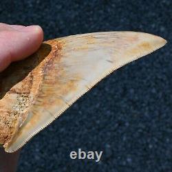 INDONESIAN 4.76 Megalodon sharktooth fossil Java GOOD ROOT no resto