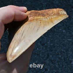 INDONESIAN 4.76 Megalodon sharktooth fossil Java GOOD ROOT no resto