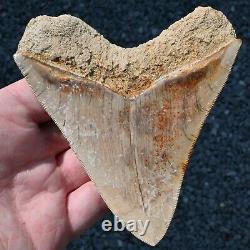 INDONESIAN 4.76 Megalodon sharktooth fossil Java GOOD ROOT no resto