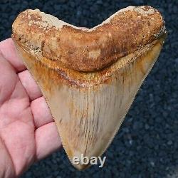 INDONESIAN 4.76 Megalodon sharktooth fossil Java GOOD ROOT no resto