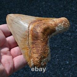 INDONESIAN 4.76 Megalodon sharktooth fossil Java GOOD ROOT no resto