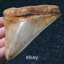 INDONESIAN 4.76 Megalodon sharktooth fossil Java GOOD ROOT no resto