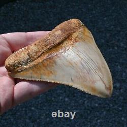 INDONESIAN 4.76 Megalodon sharktooth fossil Java GOOD ROOT no resto