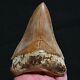 Indonesian 4.8 Megalodon Sharktooth Fossil Java With Amazing Red Coloration