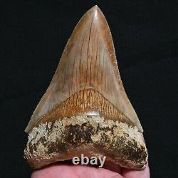 INDONESIAN 4.8 Megalodon sharktooth fossil Java with amazing RED coloration