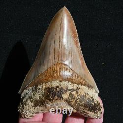 INDONESIAN 4.8 Megalodon sharktooth fossil Java with amazing RED coloration