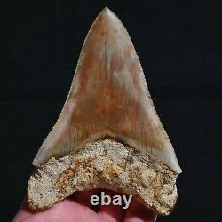 INDONESIAN 4.8 Megalodon sharktooth fossil Java with amazing RED coloration