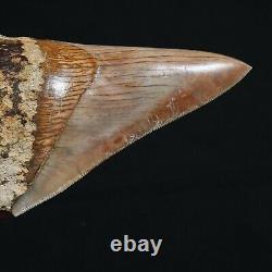 INDONESIAN 4.8 Megalodon sharktooth fossil Java with amazing RED coloration