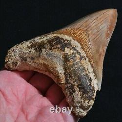 INDONESIAN 4.8 Megalodon sharktooth fossil Java with amazing RED coloration