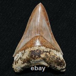 INDONESIAN 4.8 Megalodon sharktooth fossil Java with amazing RED coloration