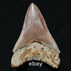 INDONESIAN 4.8 Megalodon sharktooth fossil Java with amazing RED coloration