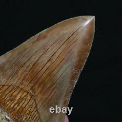 INDONESIAN 4.8 Megalodon sharktooth fossil Java with amazing RED coloration