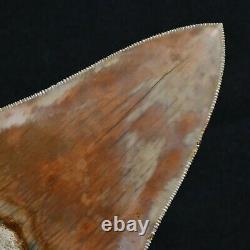 INDONESIAN 4.8 Megalodon sharktooth fossil Java with amazing RED coloration