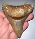 Indonesian Megalodon Fossil Shark Tooth 3.4 Inches Pristine Serrations No Repair