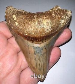 INDONESIAN MEGALODON Fossil Shark Tooth 3.4 Inches Pristine Serrations NO REPAIR