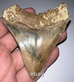 INDONESIAN MEGALODON Fossil Shark Tooth 3.4 Inches Pristine Serrations NO REPAIR