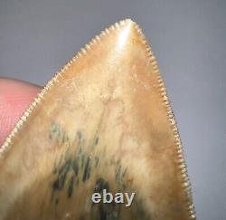 INDONESIAN MEGALODON Fossil Shark Tooth 3.4 Inches Pristine Serrations NO REPAIR