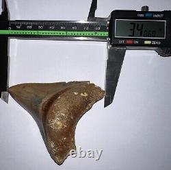 INDONESIAN MEGALODON Fossil Shark Tooth 3.4 Inches Pristine Serrations NO REPAIR