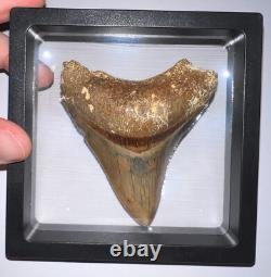 INDONESIAN MEGALODON Fossil Shark Tooth 3.4 Inches Pristine Serrations NO REPAIR