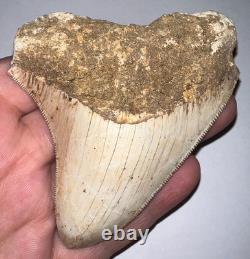 INDONESIAN MEGALODON Fossil Shark Tooth 3.8 Inches Pristine Serrations NO REPAIR