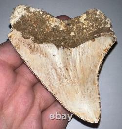 INDONESIAN MEGALODON Fossil Shark Tooth 3.8 Inches Pristine Serrations NO REPAIR