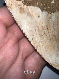 INDONESIAN MEGALODON Fossil Shark Tooth 3.8 Inches Pristine Serrations NO REPAIR