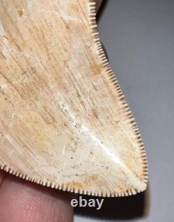 INDONESIAN MEGALODON Fossil Shark Tooth 3.8 Inches Pristine Serrations NO REPAIR