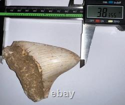 INDONESIAN MEGALODON Fossil Shark Tooth 3.8 Inches Pristine Serrations NO REPAIR