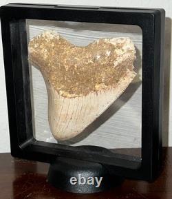 INDONESIAN MEGALODON Fossil Shark Tooth 3.8 Inches Pristine Serrations NO REPAIR