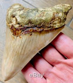 INDONESIAN Megalodon Shark Tooth 4.53 IN. GOOD QUALITY NO REPAIR/RESTO