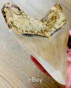 INDONESIAN Megalodon Shark Tooth 4.53 IN. GOOD QUALITY NO REPAIR/RESTO