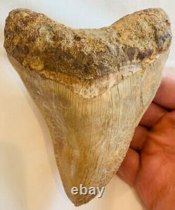 INDONESIAN Megalodon Shark Tooth 4.70 in. Good Quality NO RESTO/REPAIR