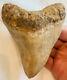 Indonesian Megalodon Shark Tooth 4.70 In. Good Quality No Resto/repair