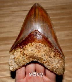 INDONESIAN Megalodon Shark Tooth Amazing Quality 5.48 in. West Java