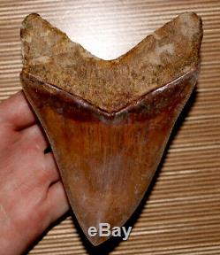 INDONESIAN Megalodon Shark Tooth Amazing Quality 5.48 in. West Java