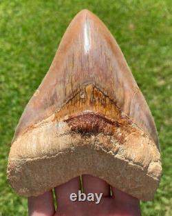 INDONESIAN Megalodon Shark Tooth Great Colors 5.68 in. High Quality